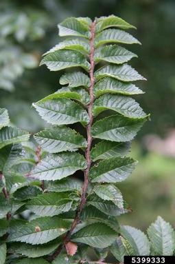 elm, Ulmus spp.  (Urticales: Ulmaceae) - 5399333