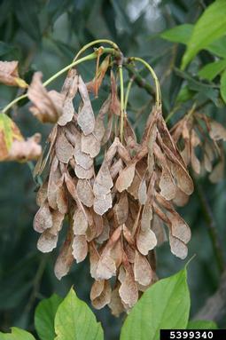 boxelder, Acer negundo  (Sapindales: Aceraceae) - 5399340