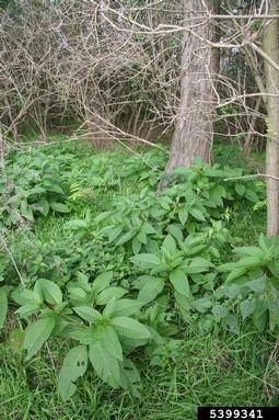 common pokeweed, Phytolacca americana  (Caryophyllales: Phytolaccaceae) - 5399341