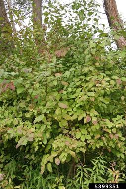 bloodtwig dogwood, Cornus sanguinea  (Cornales: Cornaceae) - 5399351