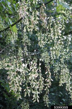 boxelder, Acer negundo  (Sapindales: Aceraceae) - 5399355