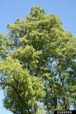 ash, Fraxinus angustifolia ssp. oxycarpa (Scrophulariales: Oleaceae) - 5399359