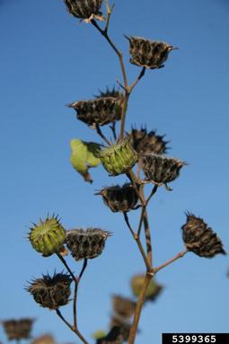 velvetleaf, Abutilon theophrasti  (Malvales: Malvaceae) - 5399365