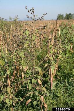 velvetleaf, Abutilon theophrasti  (Malvales: Malvaceae) - 5399370