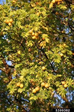 servicetree, Sorbus domestica  (Rosales: Rosaceae) - 5399382