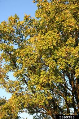 servicetree, Sorbus domestica  (Rosales: Rosaceae) - 5399383