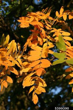 servicetree, Sorbus domestica  (Rosales: Rosaceae) - 5399390