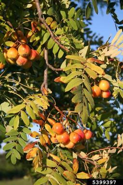 servicetree, Sorbus domestica  (Rosales: Rosaceae) - 5399397