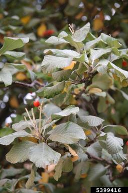 mountain ash, Sorbus spp.  (Rosales: Rosaceae) - 5399416