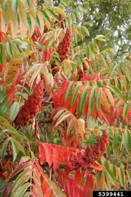 staghorn sumac, Rhus typhina  (Sapindales: Anacardiaceae) - 5399441