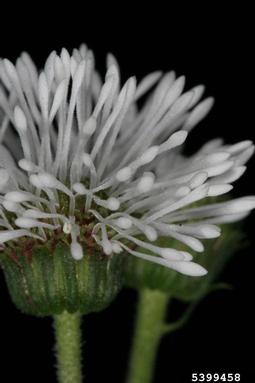 Senegal tea plant, Gymnocoronis spilanthoides  (Asterales: Asteraceae) - 5399458