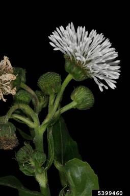 Senegal tea plant, Gymnocoronis spilanthoides  (Asterales: Asteraceae) - 5399460