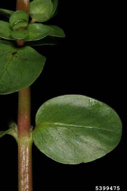 roundleaf toothcup, Rotala rotundifolia  (Myrtales: Lythraceae) - 5399475