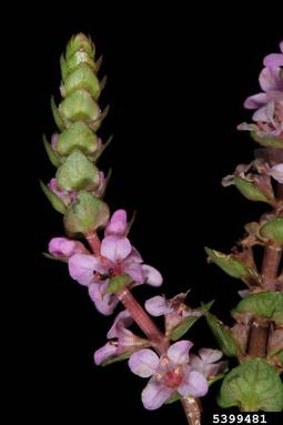 roundleaf toothcup, Rotala rotundifolia  (Myrtales: Lythraceae) - 5399481