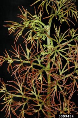 watersprite, Ceratopteris thalictroides  (Polypodiales: Parkeriaceae) - 5399484