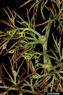 watersprite, Ceratopteris thalictroides  (Polypodiales: Parkeriaceae) - 5399486