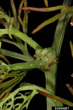 watersprite, Ceratopteris thalictroides  (Polypodiales: Parkeriaceae) - 5399487