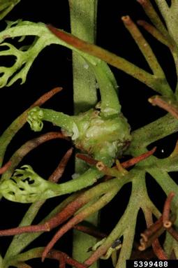 watersprite, Ceratopteris thalictroides  (Polypodiales: Parkeriaceae) - 5399488