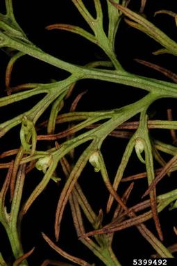watersprite, Ceratopteris thalictroides  (Polypodiales: Parkeriaceae) - 5399492