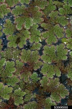 Pacific mosquitofern, Azolla filiculoides  (Hydropteridales: Azollaceae) - 5399500