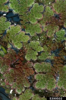 Pacific mosquitofern, Azolla filiculoides  (Hydropteridales: Azollaceae) - 5399502