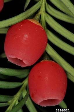 English yew, Taxus baccata  (Taxales: Taxaceae) - 5399521