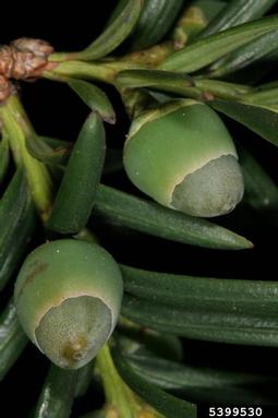 English yew, Taxus baccata  (Taxales: Taxaceae) - 5399530