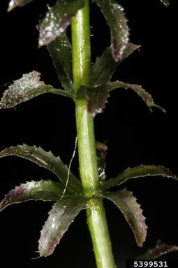 hydrilla, Hydrilla verticillata  (Hydrocharitales: Hydrocharitaceae) - 5399531