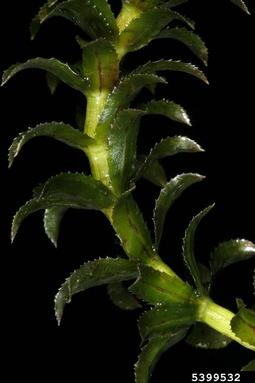 hydrilla, Hydrilla verticillata  (Hydrocharitales: Hydrocharitaceae) - 5399532