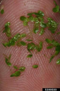 minute duckweed, Lemna minuta  (Arales: Lemnaceae) - 5399550