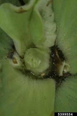 waterlettuce, Pistia stratiotes  (Arales: Araceae) - 5399554