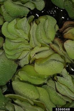 giant salvinia, Salvinia molesta  (Hydropteridales: Salviniaceae) - 5399568