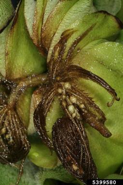 giant salvinia, Salvinia molesta  (Hydropteridales: Salviniaceae) - 5399580