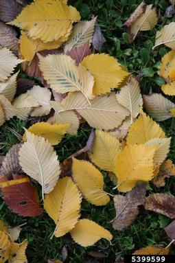European white elm, Ulmus laevis  (Urticales: Ulmaceae) - 5399599