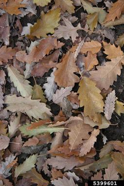 European turkey oak, Quercus cerris  (Fagales: Fagaceae) - 5399601
