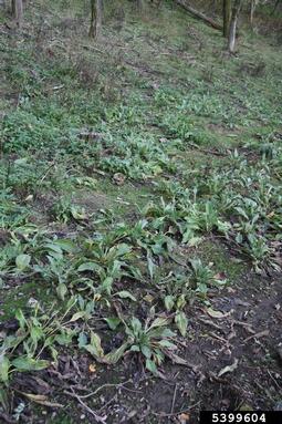 houndstongue, Cynoglossum officinale  (Lamiales: Boraginaceae) - 5399604