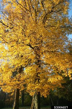 European white elm, Ulmus laevis  (Urticales: Ulmaceae) - 5399607