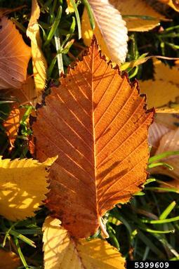 European white elm, Ulmus laevis  (Urticales: Ulmaceae) - 5399609