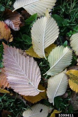 European white elm, Ulmus laevis  (Urticales: Ulmaceae) - 5399611