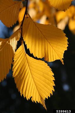 European white elm, Ulmus laevis  (Urticales: Ulmaceae) - 5399613