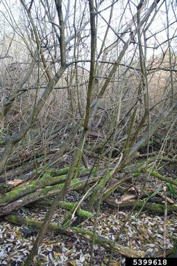 large gray willow, Salix cinerea  (Salicales: Salicaceae) - 5399618