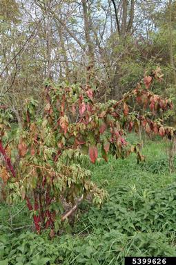 common pokeweed, Phytolacca americana  (Caryophyllales: Phytolaccaceae) - 5399626