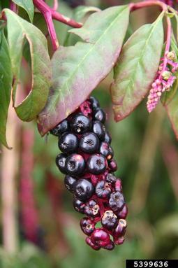 common pokeweed, Phytolacca americana  (Caryophyllales: Phytolaccaceae) - 5399636
