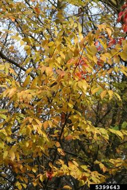 black cherry, Prunus serotina  (Rosales: Rosaceae) - 5399643