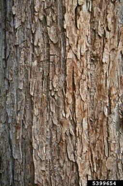 European white elm, Ulmus laevis  (Urticales: Ulmaceae) - 5399654