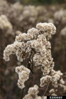 giant goldenrod, Solidago gigantea  (Asterales: Asteraceae) - 5399660