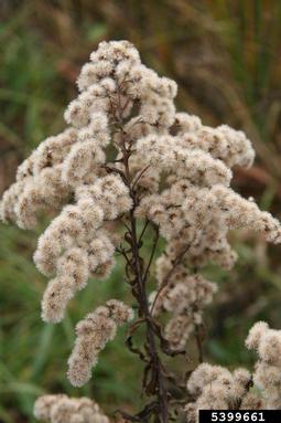 giant goldenrod, Solidago gigantea  (Asterales: Asteraceae) - 5399661