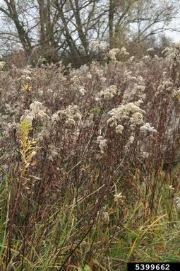 giant goldenrod, Solidago gigantea  (Asterales: Asteraceae) - 5399662