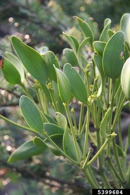 mistletoe, Viscum album ssp. abietis (Santalales: Viscaceae) - 5399684