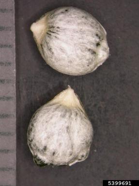 mistletoe, Viscum album ssp. album (Santalales: Viscaceae) - 5399691